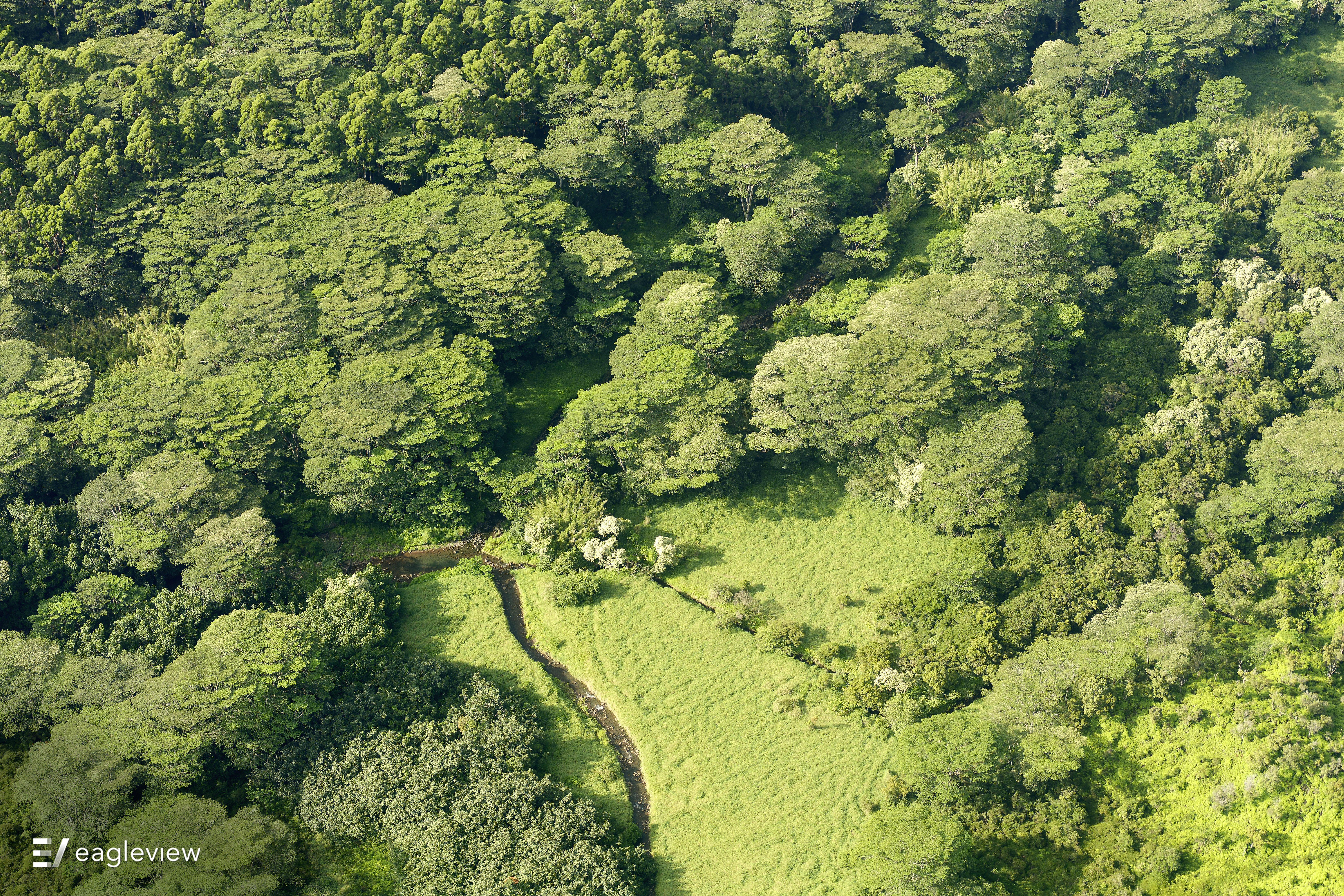 Hawaii forest